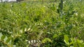 Chickpeas Plants in Indian Field